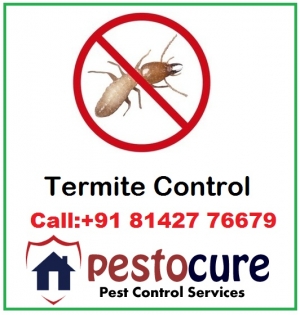 Termite Control Services in Kukatpally Hyderabad